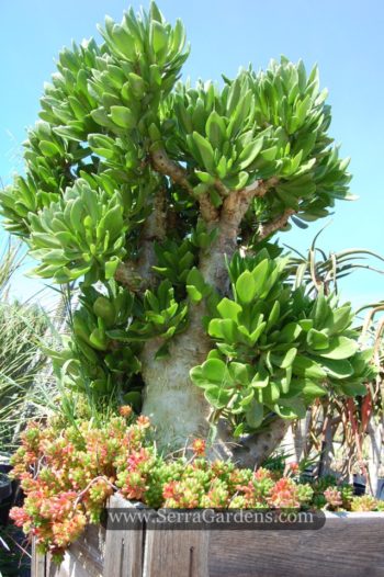 Tylecodon paniculatus - Cacti.com