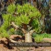 Tylecodon paniculatus dinterii growing under a Eucalyptus tree.