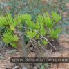 Tylecodon paniculatus dinterii growing in the ground.