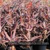 Red flowers are displayed on slender stalks.