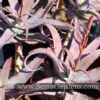 acutissima var. acutissima develops very striking tones of pink and red.