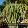 Euphorbia loricata - Image 2