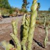 Totem Pole Cactus-Spiral Form 1gal, Spiral delight - Image 2