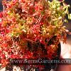Crassula radicans - Image 2