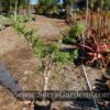 Crassula sarcocaulis - Image 2