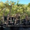 Crassula sarcocaulis - Image 3