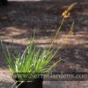 Bulbine frutescens