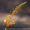 Bulbine frutescens - Image 2