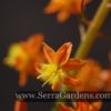 Bulbine frutescens - Image 3