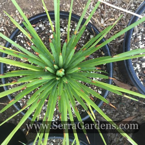 Agagve stricta in a 1 gallon container