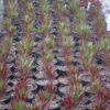 Aeonium simsii x zwartkop - Image 3