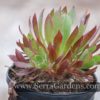 Aeonium simsii x zwartkop - Image 2