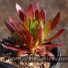 Aeonium simsii x zwartkop