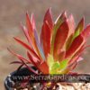 Aeonium simsii x zwartkop - Image 4