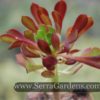 Aeonium Tip Top