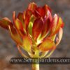 Aeonium Tip Top - Image 2