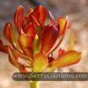 Aeonium Tip Top - Image 3