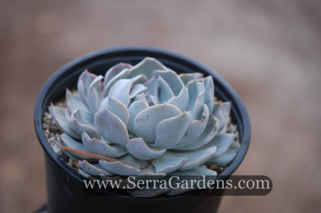 Echeveria subsessilis 'Morning Beauty' is the color of early morning dew.