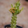Euphorbia nerifolia - Image 2