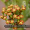 Euphorbia nerifolia - Image 3