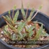 Leudebouria socialis - Image 2