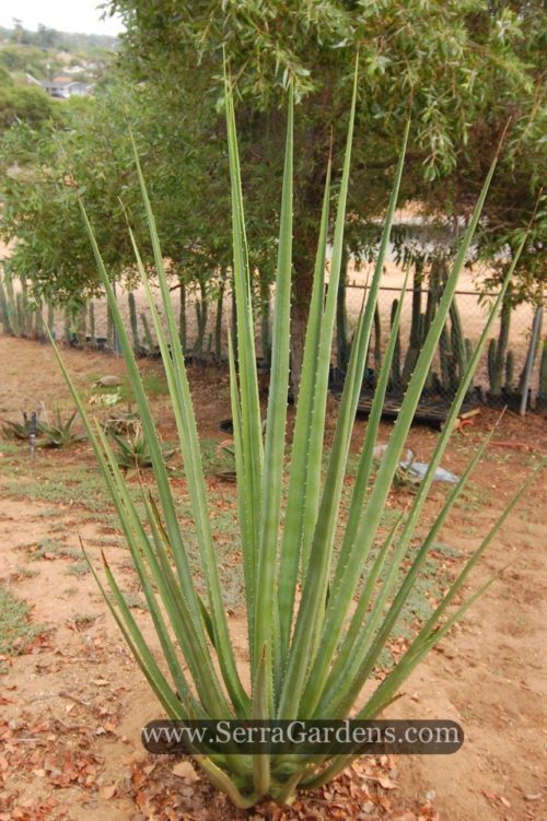 Furcraea macdougalii - Cacti.com