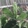 Nopalea cochenillifera