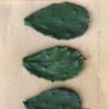 A set of three cuttings or cladodes of Nopalea cochinellifera.