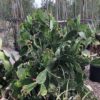 Nopalea cochenillifera