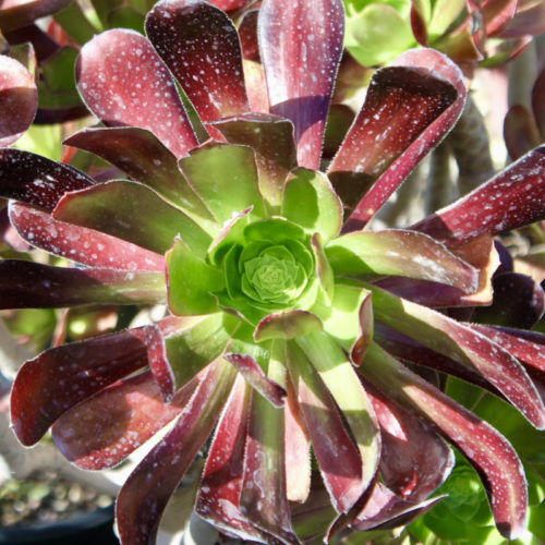 Aeonium Cyclops 'Giant Red Aeonium' is known for the burgundy color of its outer leaves.
