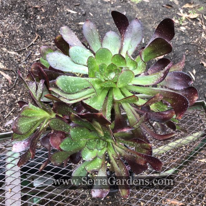 Aeonium Cyclops 'Giant Red Aeonium' has long green and red leaves.