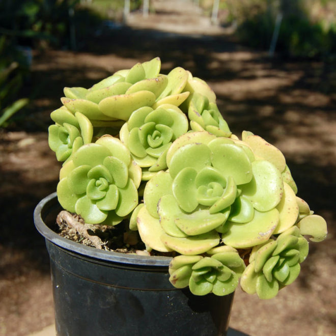 1 gal Aeonium 'Lily Pad' has lovely clusters of rosettes.