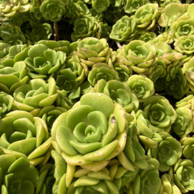 Aeonium 'Lily Pad' - Cacti.com . Great little Aeonium. Now available!