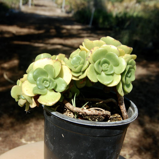 Aeonium 'Lily Pad' is a low shrub that forms many bright green rosettes.