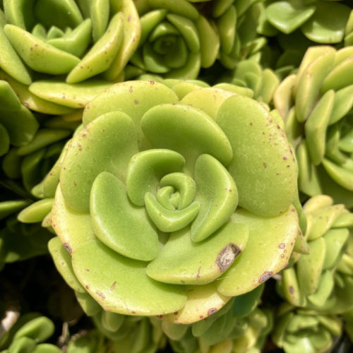 Aeonium 'Lily Pad' - Cacti.com . Great little Aeonium. Now available!