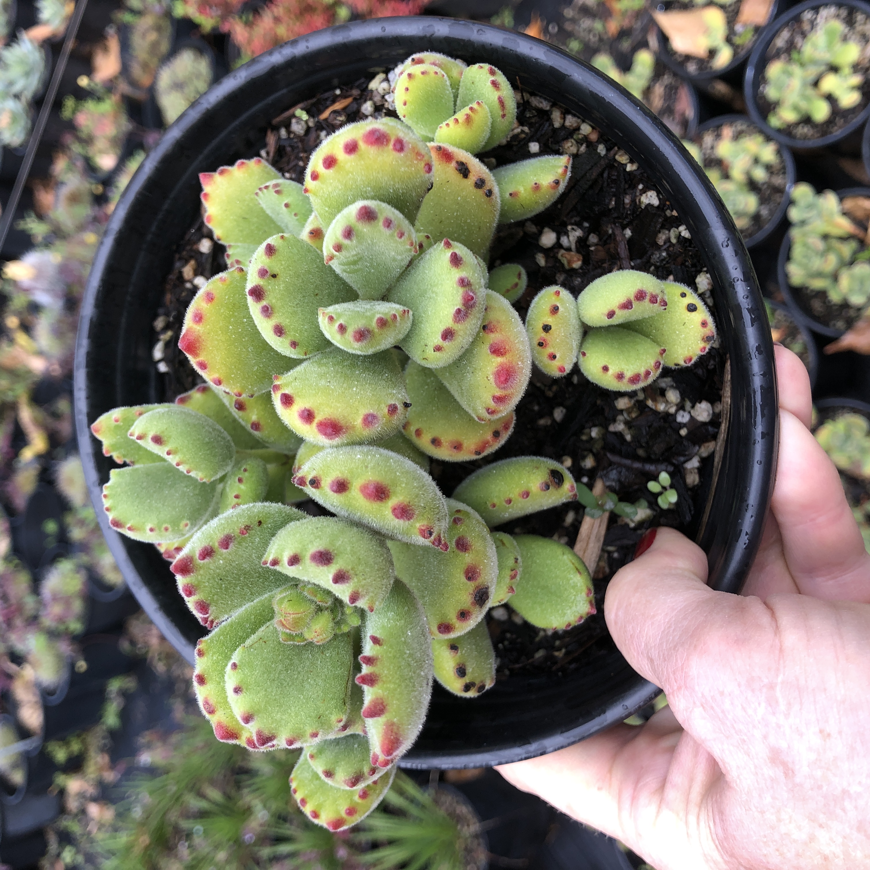 tomentosa 'Bear's Paw' - Cacti.com