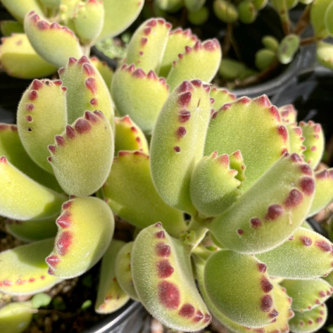 The Cotyledon tomentosa 'Bear's Paw' has lovely bright red toenails.