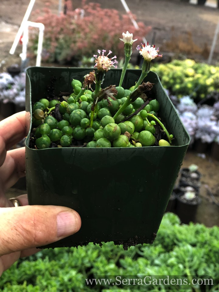Details about   100 PCS Seeds Beads Senecio Rowleyanus Pearl Bonsai Chlorophytum Succulent 2021 