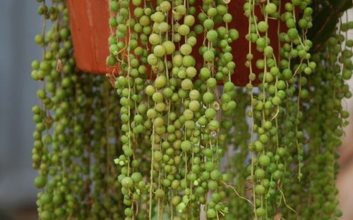 Senecio rowleyanus 