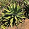 Agave shawii 'Shaw's Agave' iin ground.