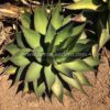 Large Agave shawii 'Shaw's Agave' in ground.