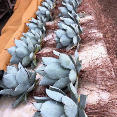 A Huge Assortment of Succulents For Sale Online - Cacti.com