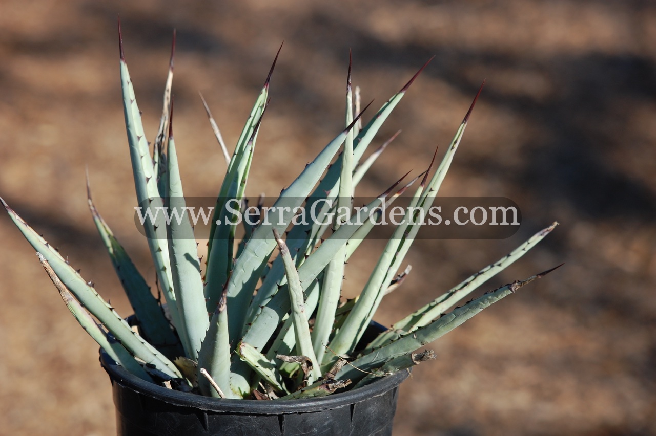 Agave macroacantha - Cacti.com