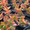 Crassula capitella 'Campfire'