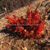 Crassula capitella 'Campfire' - Image 3