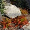 Crassula capitella 'Campfire' - Image 2
