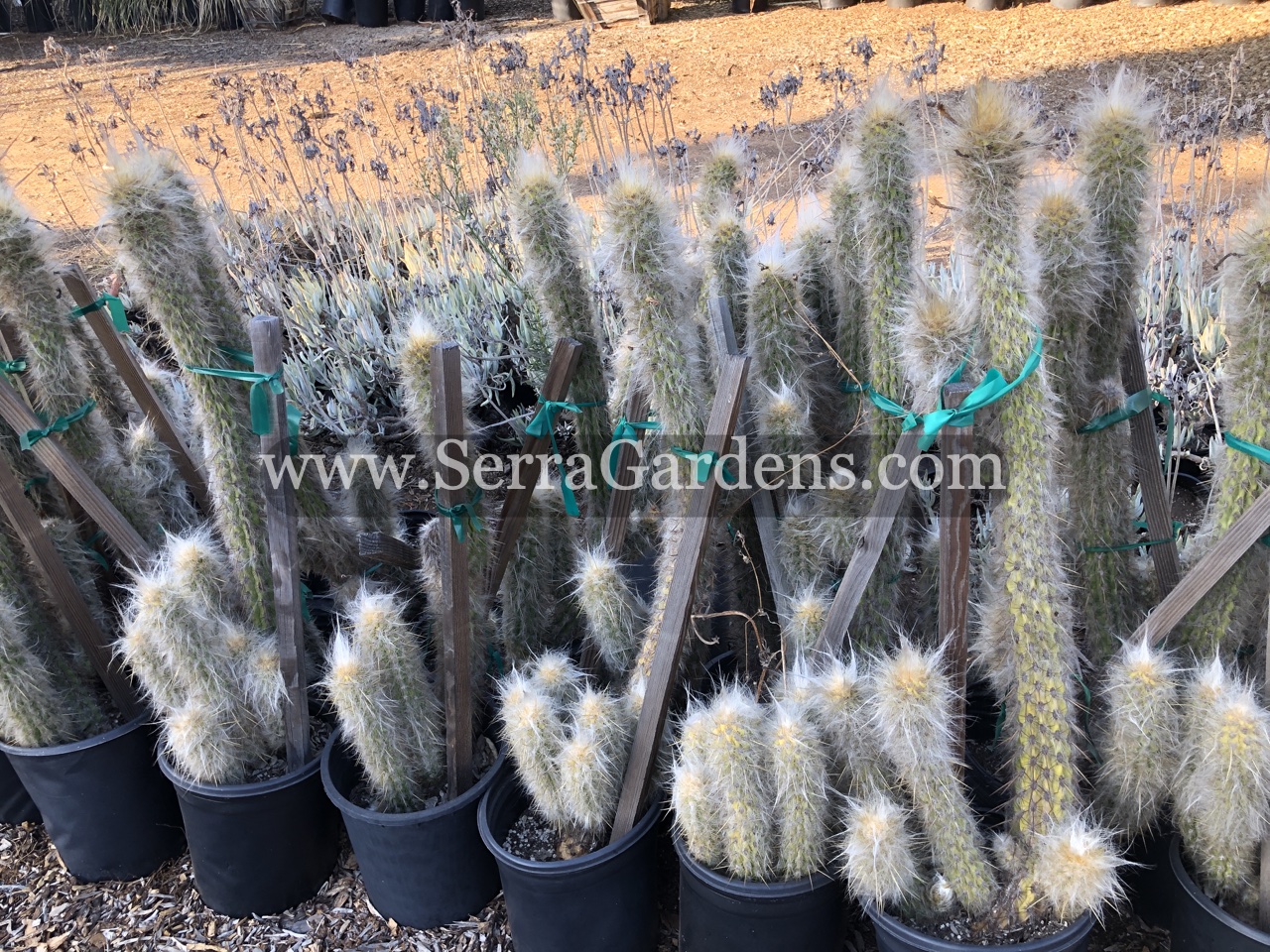 cactus - succulent - plant Oreocereus celsianus