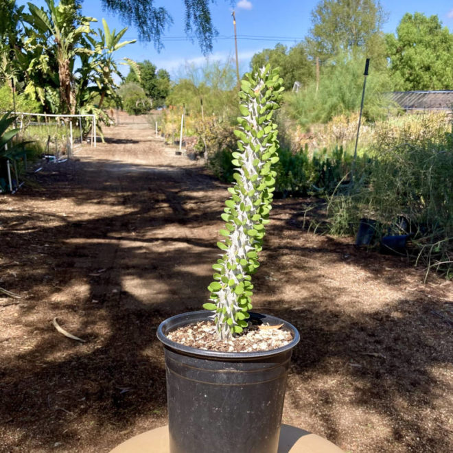 Alluaudia procera 'Madagascar Ocotillo' is about one and a half feet tall in a 1 gallon container.