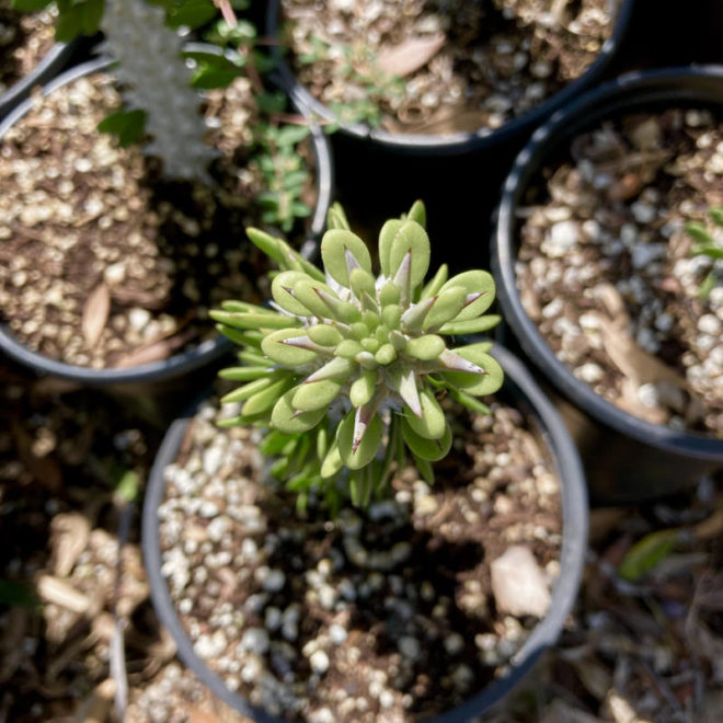 Leaves at the tip of the Alluaudia procera "Madagascar Ocotillo" are arranged in a beautiful geometric pattern.