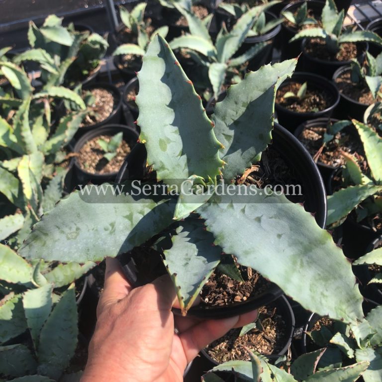 Agave Plants for Sale
